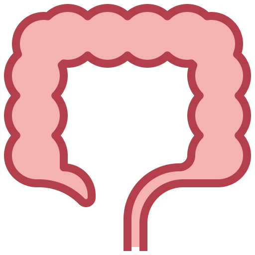 Large intestine